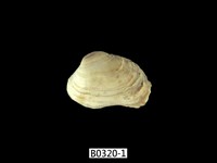 藏品(百合簾蛤)的圖片